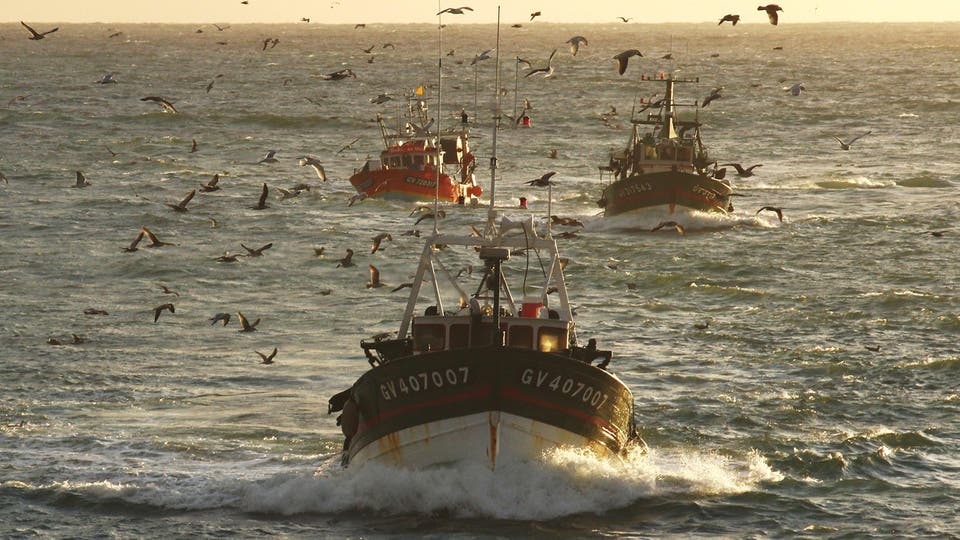 موريتانيا.. وقف صيد رأسيات الأرجل ابتداء من مايو ضمن راحة بيولوجية صحراء ميديا