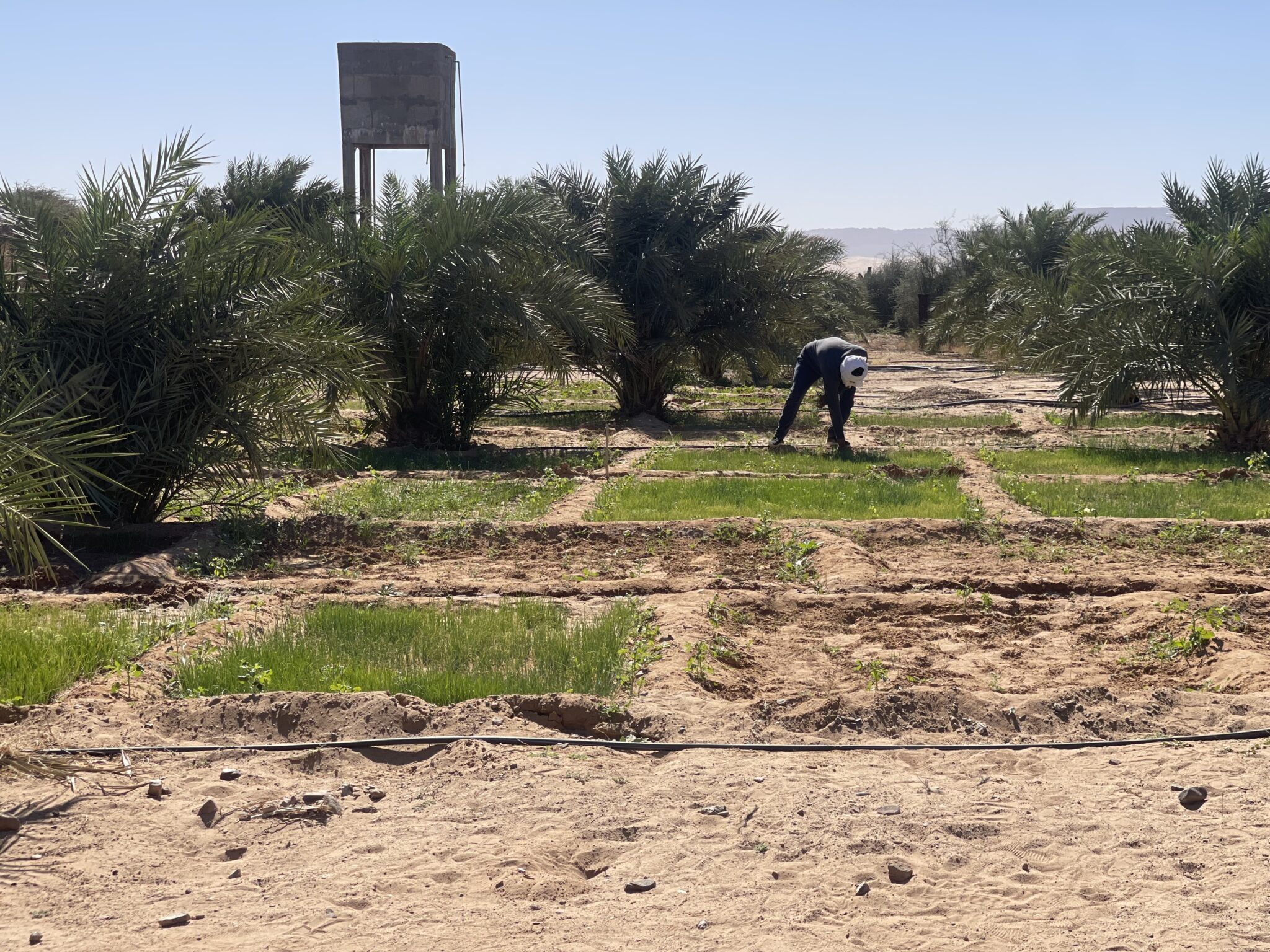 Green Shoots of Opportunity: Mauritania’s Groundbreaking Agricultural Project Unlocks 200 Jobs for Young Minds