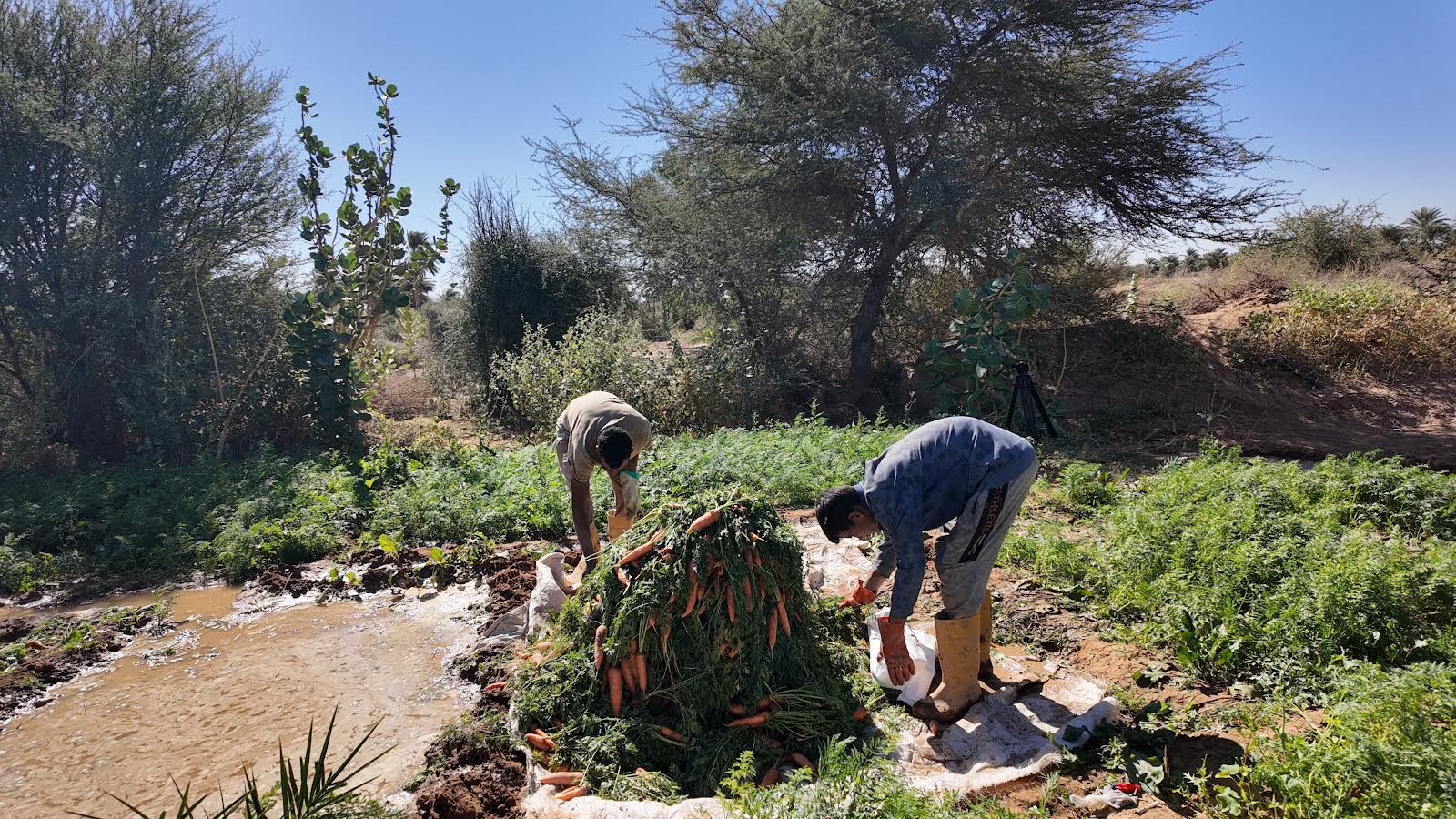 Raging Waters: Senegal River Floods Put Mauritania's Agricultural Future at Risk - News Directory 3